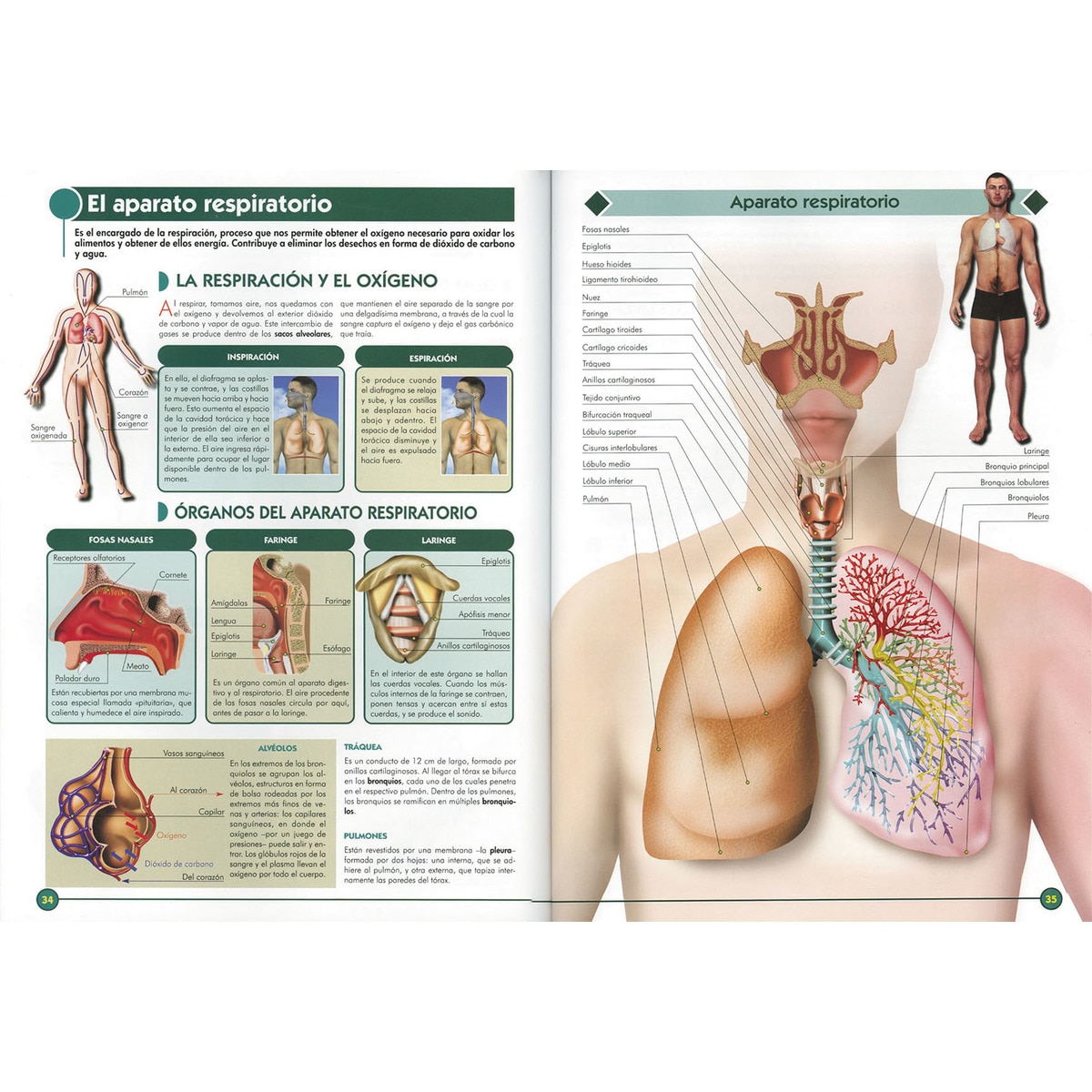 El Cuerpo Humano (Capa dura) 2