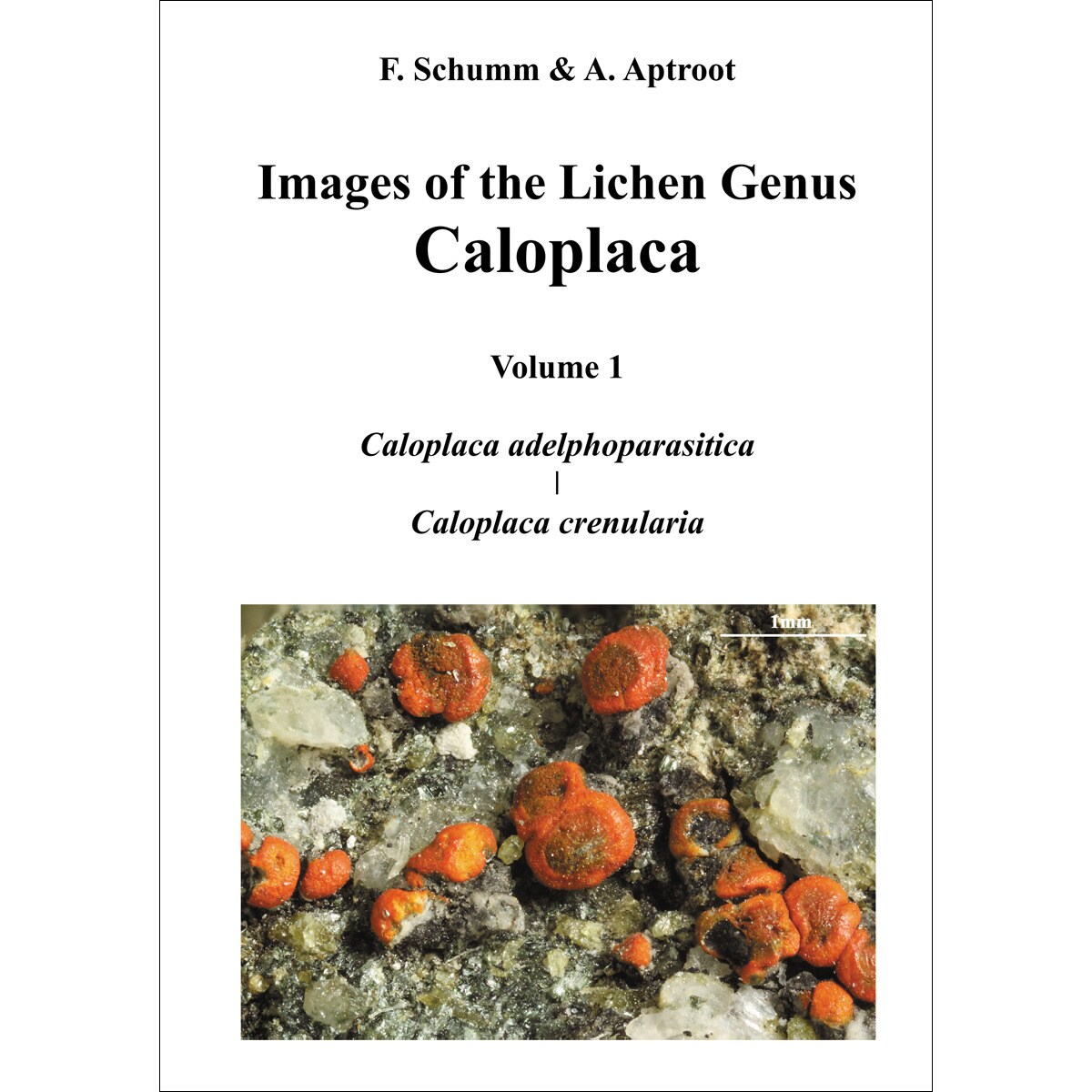 Imagem 0 de Images of the Lichen Genus Caloplaca, Vol 1: Caloplaca adelphoparasitica, Caloplaca crenularia (Capa dura)