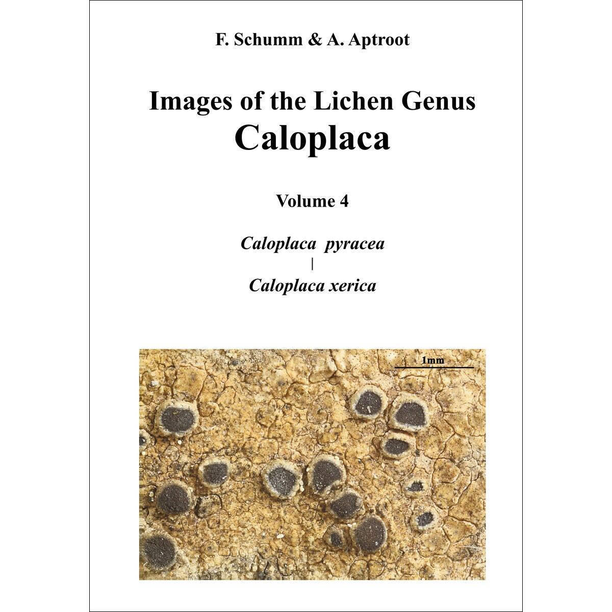 Imagem 0 de Images of the Lichen Genus Caloplaca, Vol4: Caloplaca pyracea, Caloplaca xerica (Capa dura)