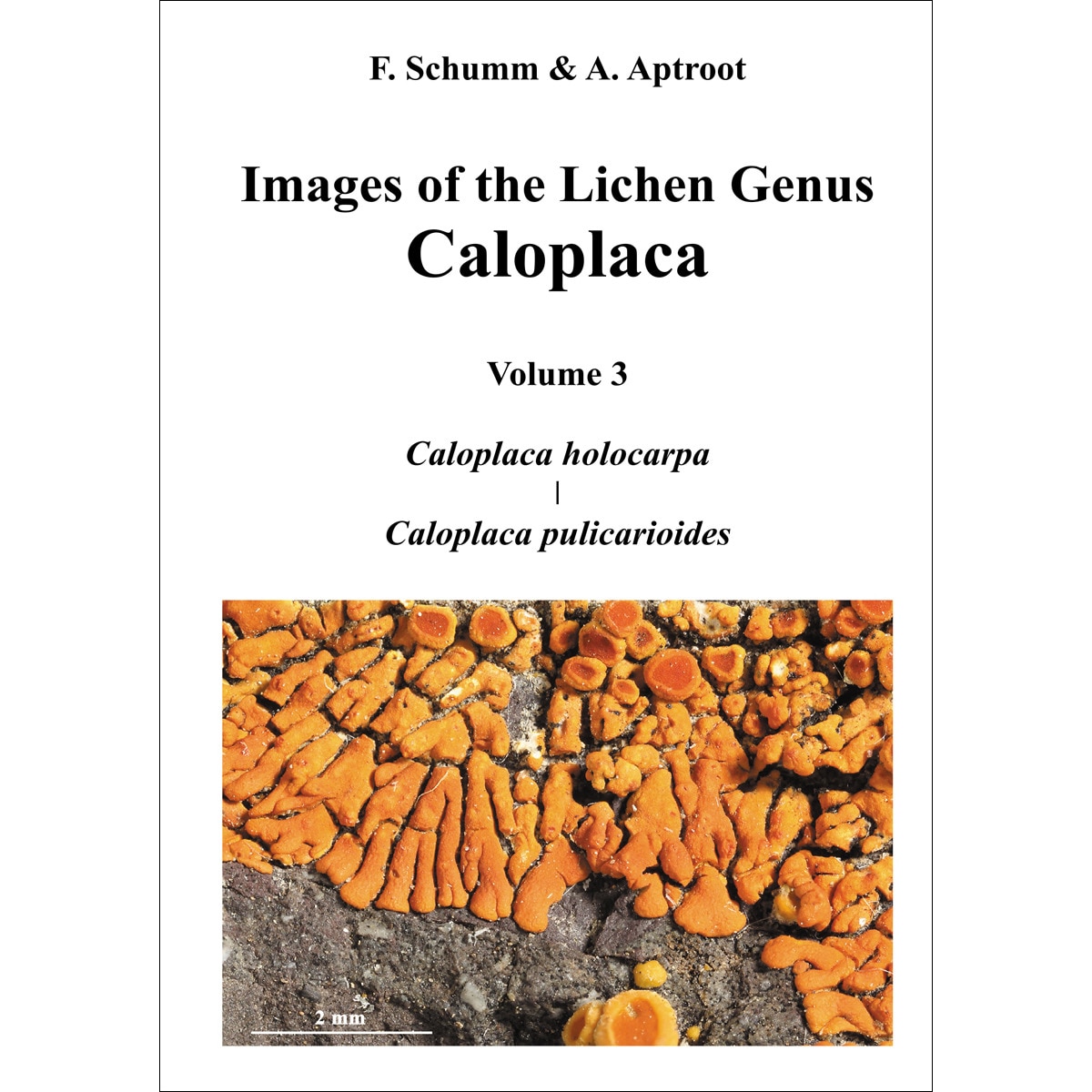 Imagem 0 de Images of the Lichen Genus Caloplaca, Vol 3: Caloplaca holocarpa, Caloplaca pulicarioides (Capa dura)