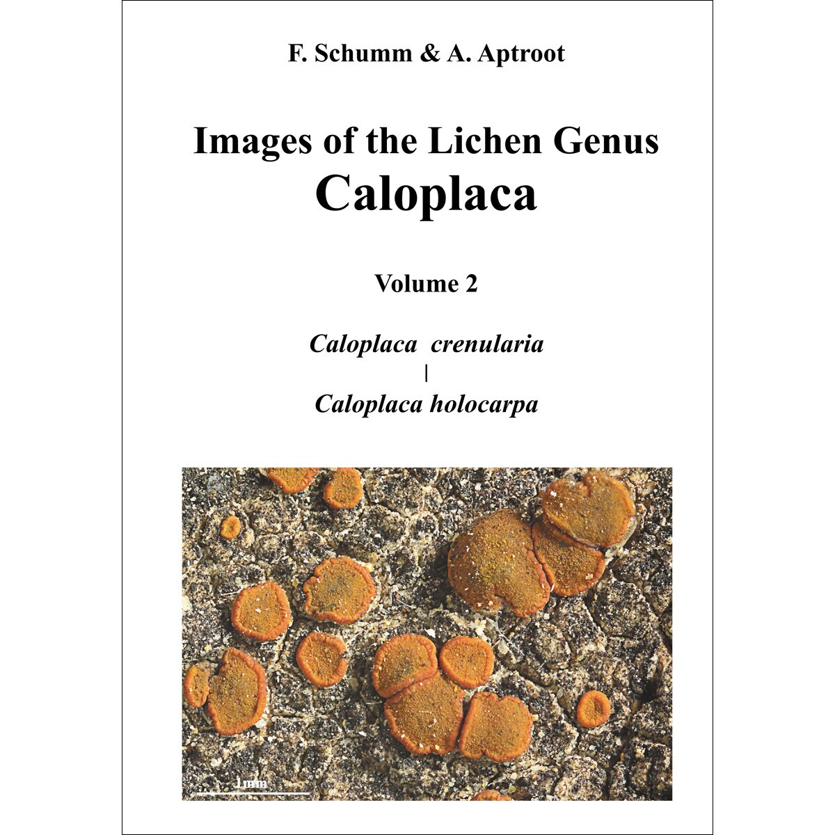 Imagem 0 de Images of the Lichen Genus Caloplaca, Vol 2: Caloplaca crenularia, Caloplaca holocarpa (Capa dura)