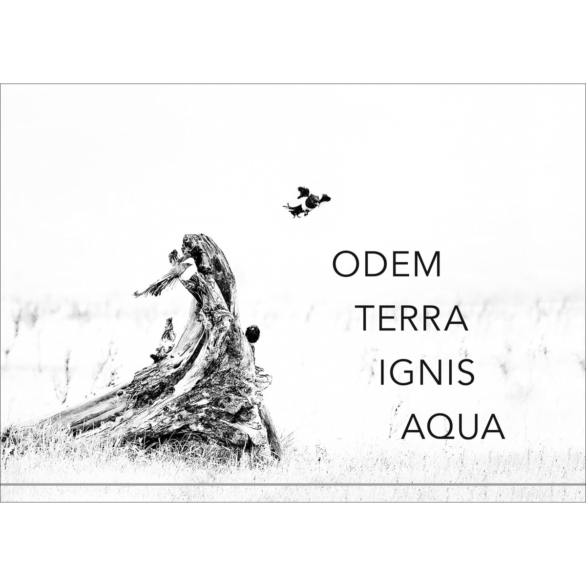 Imagem 0 de Gedichte19