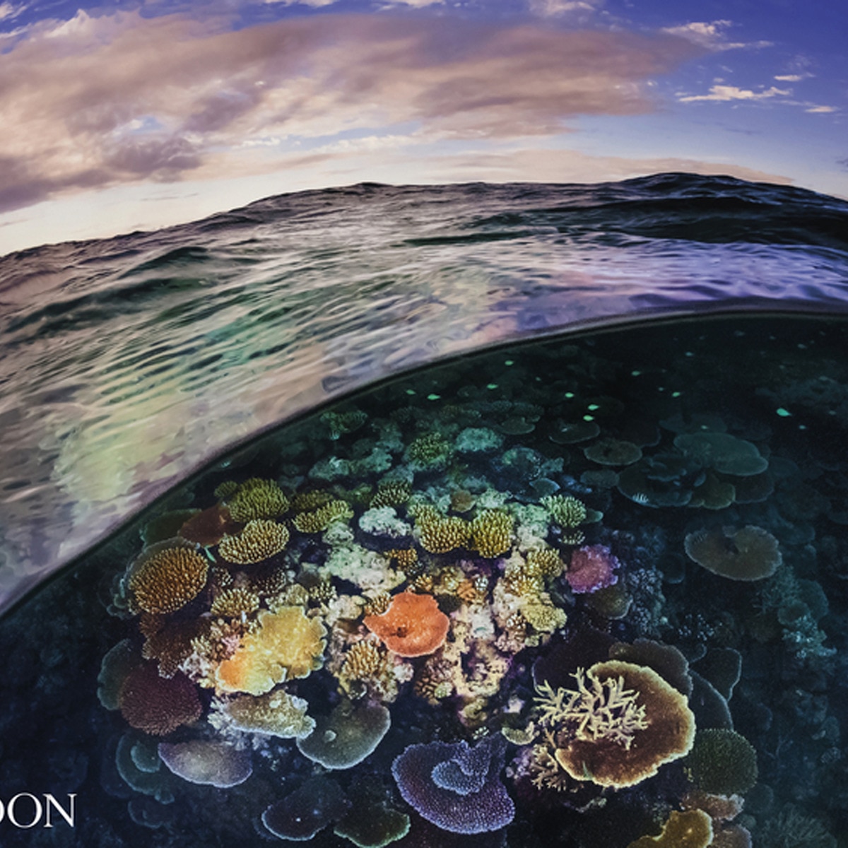 Two worlds: above and below the sea 1