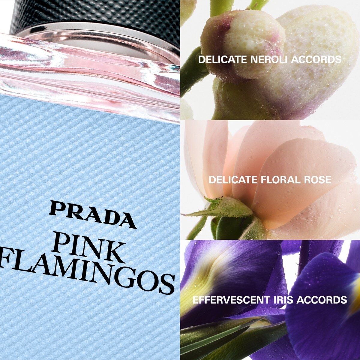 Pink Flamingos Eau de Parfum Olfactories 100ml Prada 5
