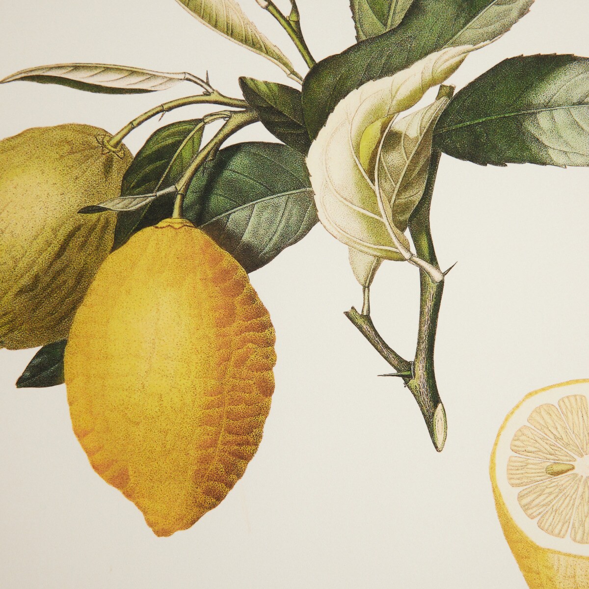 Ilustração Limões Frutas Multicolor-2