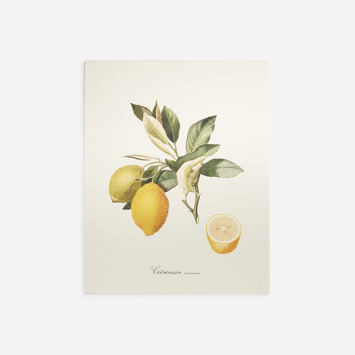 Ilustração Limões Frutas Multicolor-1