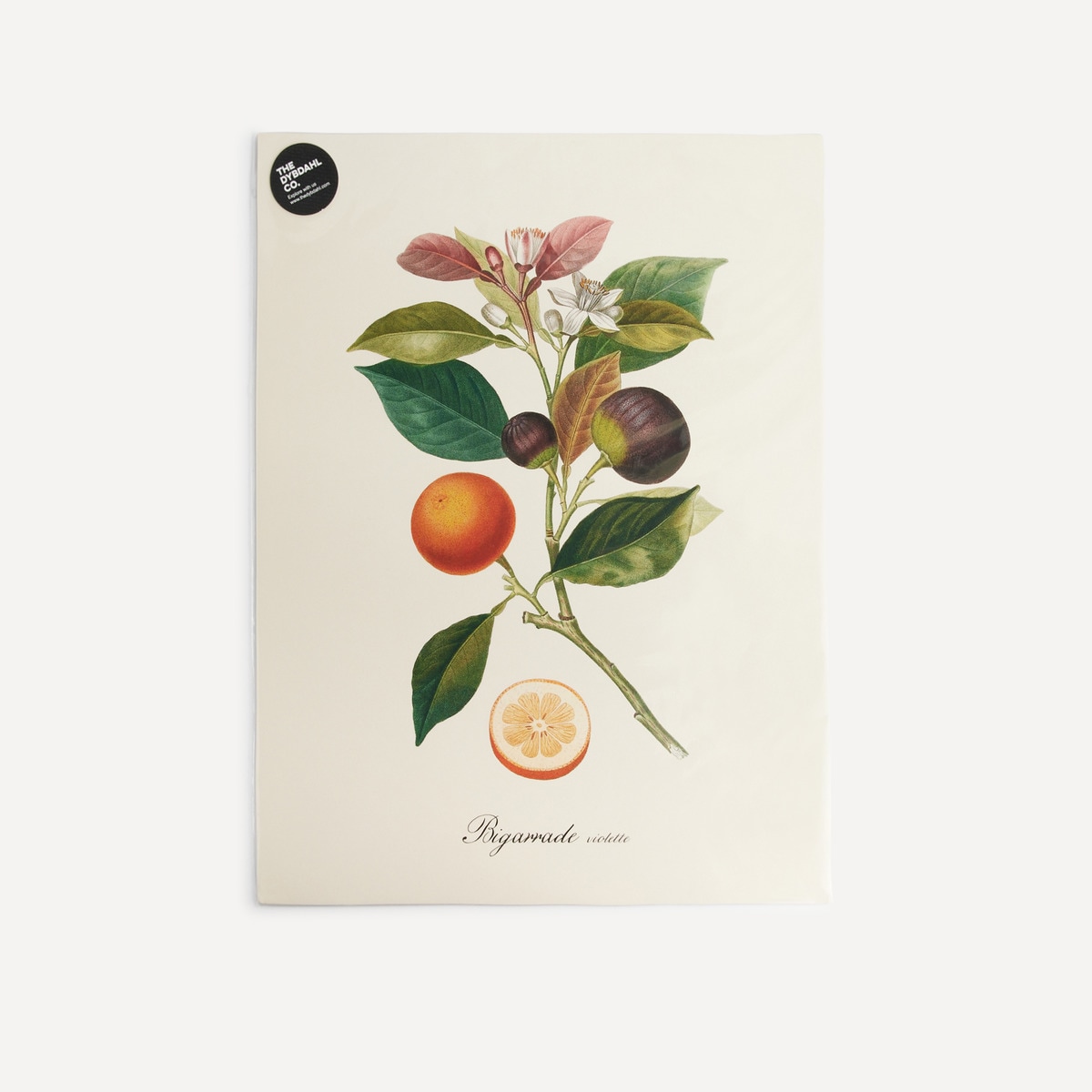 Ilustração Laranjas e Figos Multicolor-3