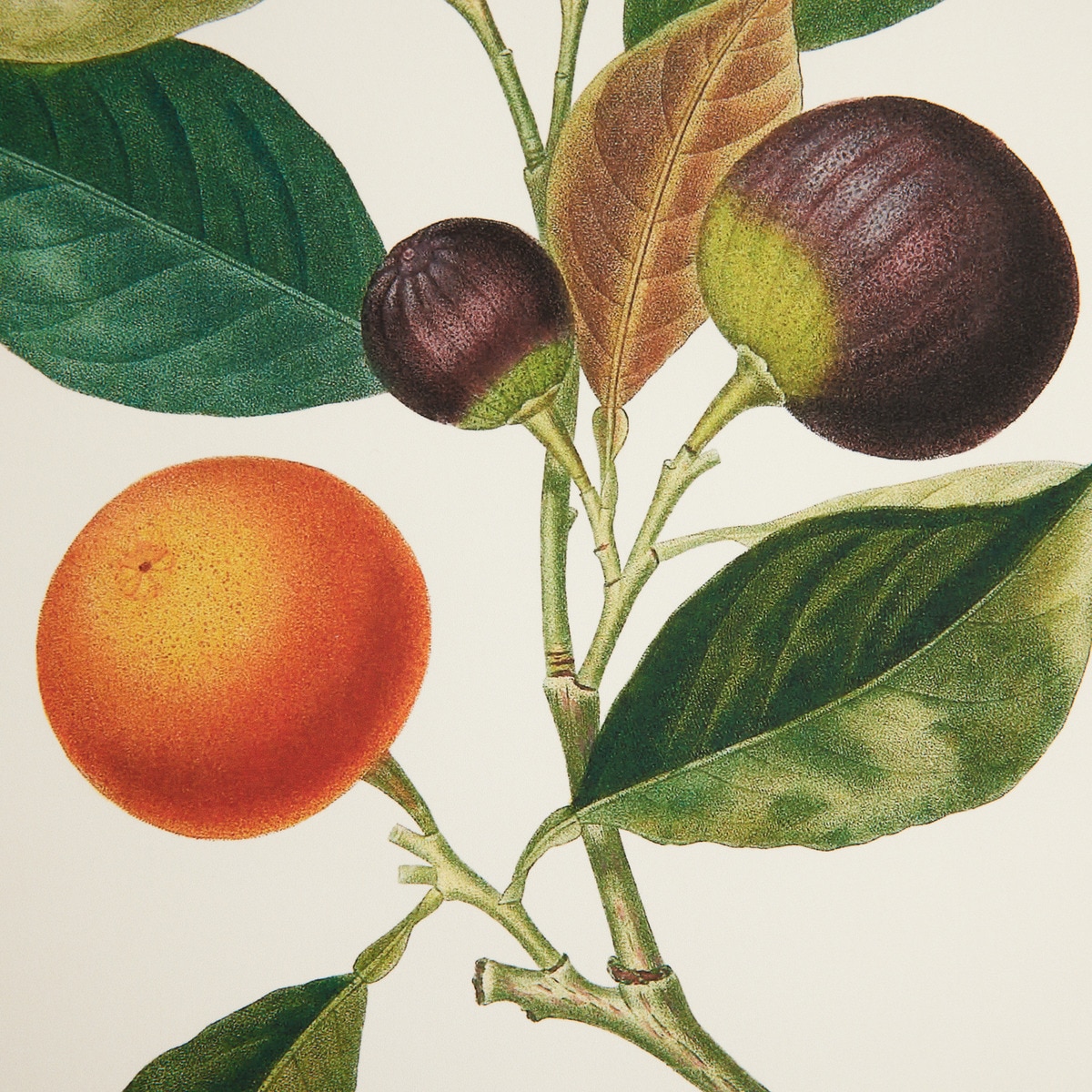 Ilustração Laranjas e Figos Multicolor-2