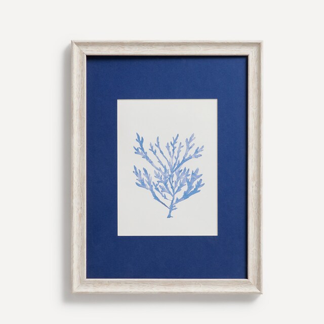 Imagem 0 de Quadro Cocus