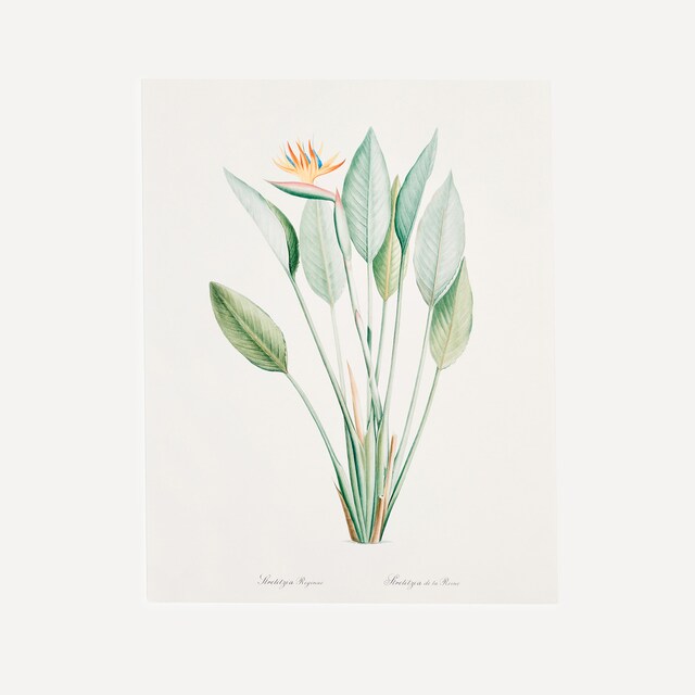 Imagem 0 de Estampa Ave do Paraíso Botanical