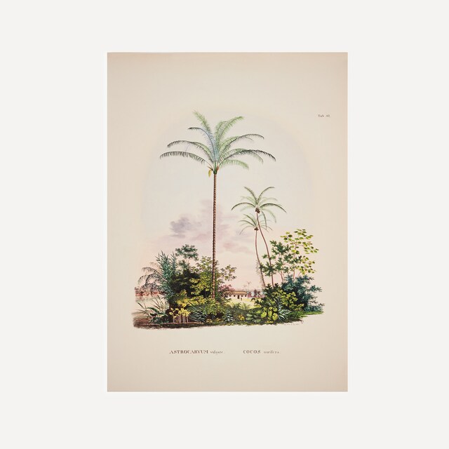 Imagem 0 de Ilustração Palmeiras e Céu