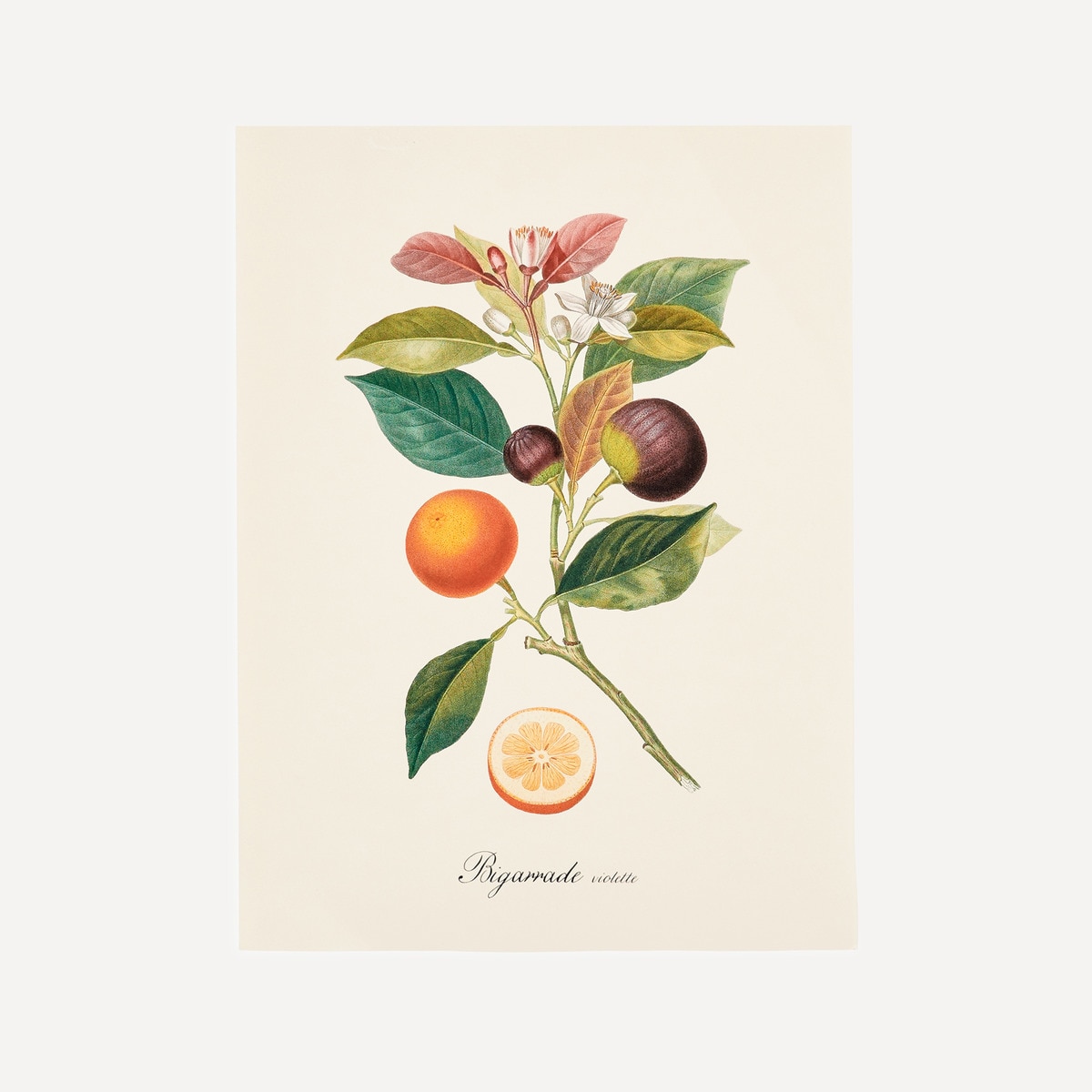 Imagem 0 de Ilustração Laranjas e Figos