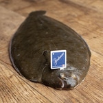 Zucht-Seezunge, ungefähres Gewicht Stück 300-800 g