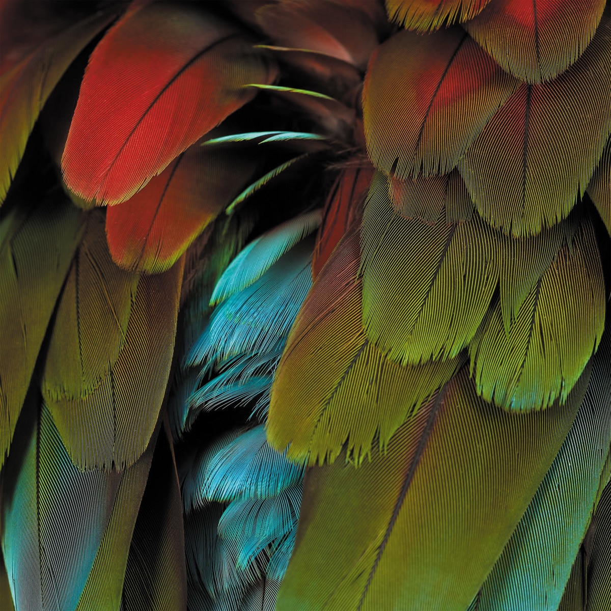 Imagem 0 de Celebration (LP-Vinil)