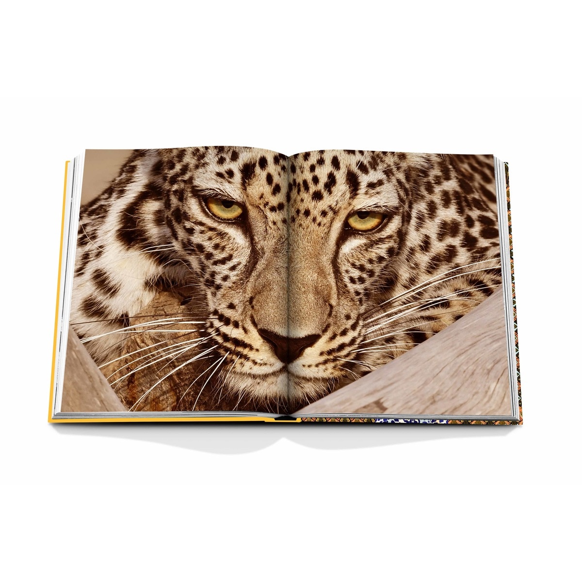Arabian leopard 8