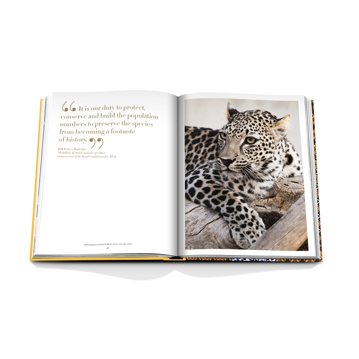 Arabian leopard 12