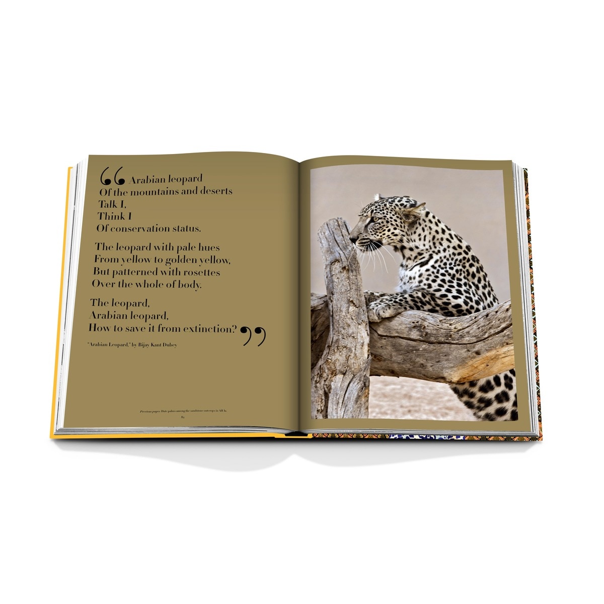 Arabian leopard 6