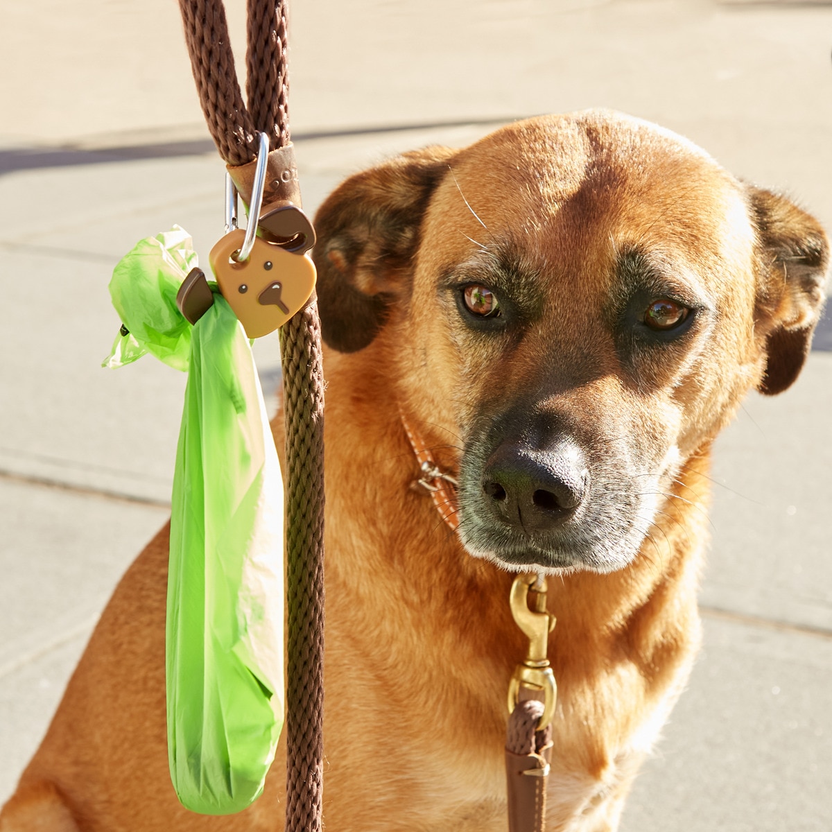 Luz para Cão 3