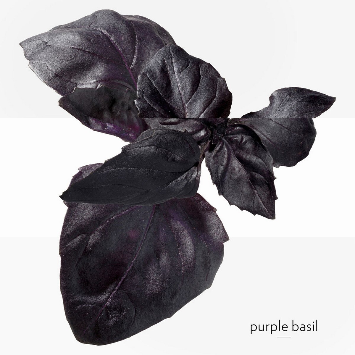 Eau de Basilic Pourpre Eau de Cologne 4