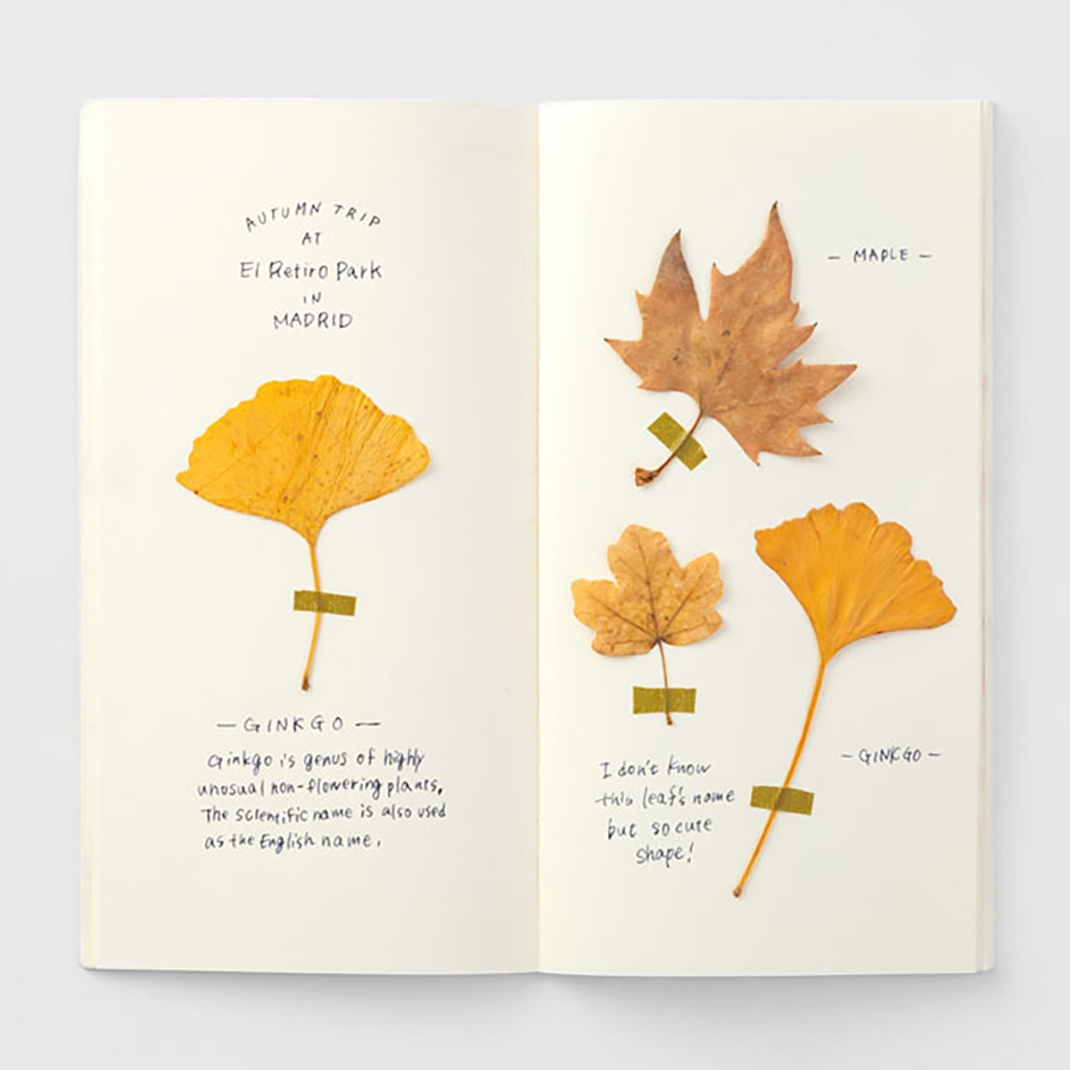 Recarga 025 Regular Papel Liso - Creme 4