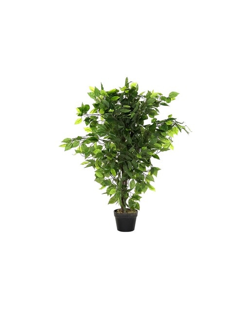 Imagen 0 de Planta pe ficus verde
