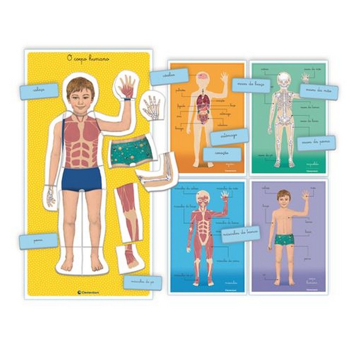 Montessori Corpo Humano 4