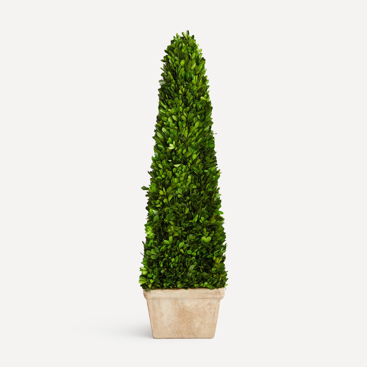 Plante naturelle préservée Obélisque