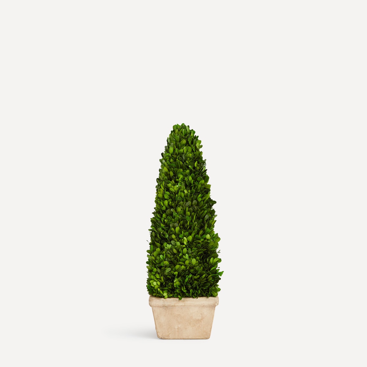 Plante naturelle préservée Obélisque