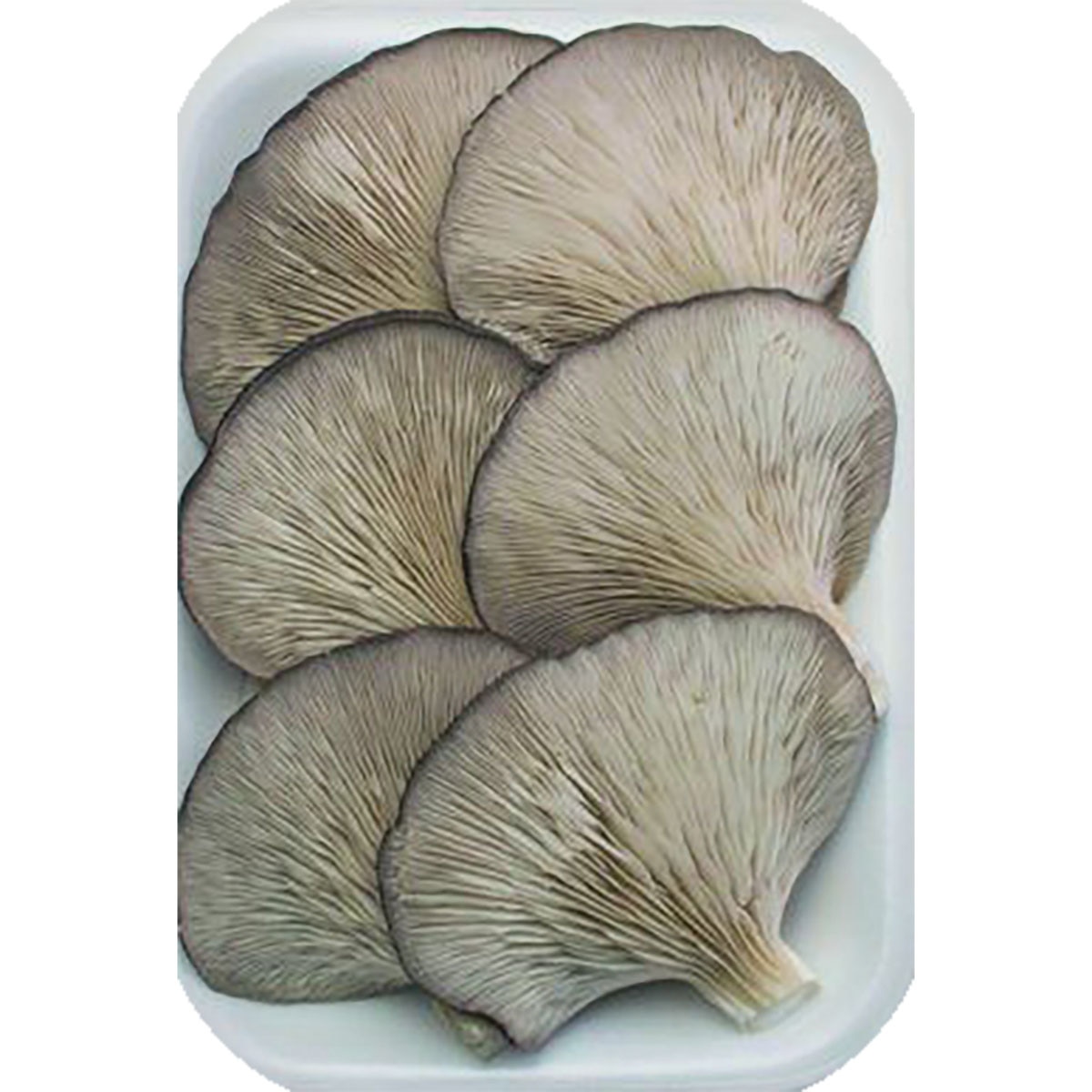 Setas de cultivo bandeja 200 g