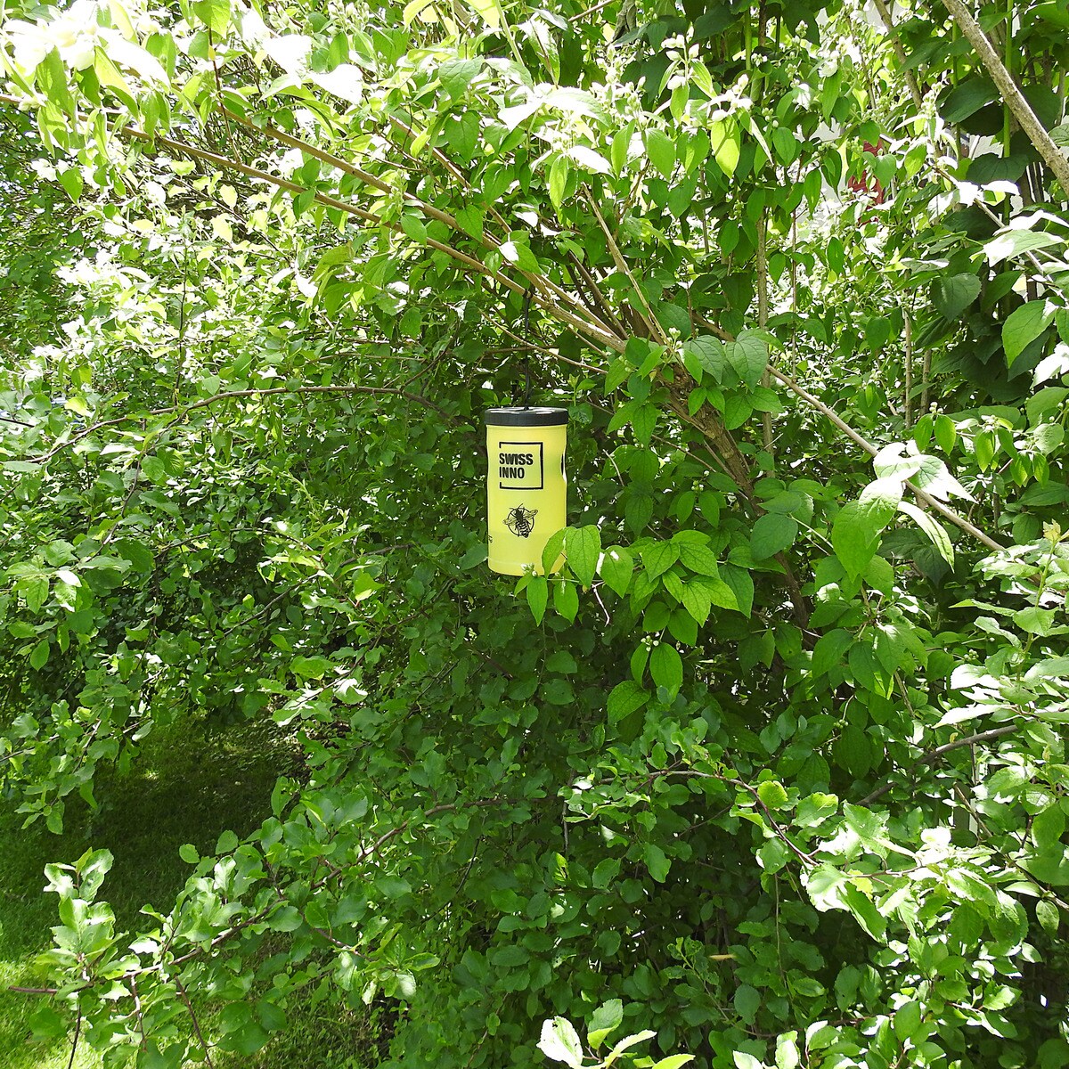 Trampa Para Avispas 5