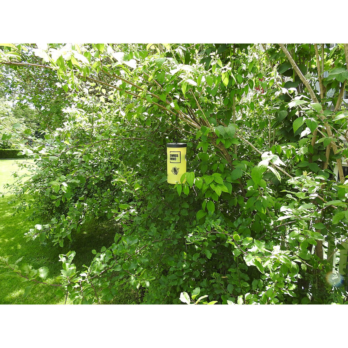 Trampa Para Avispas 4