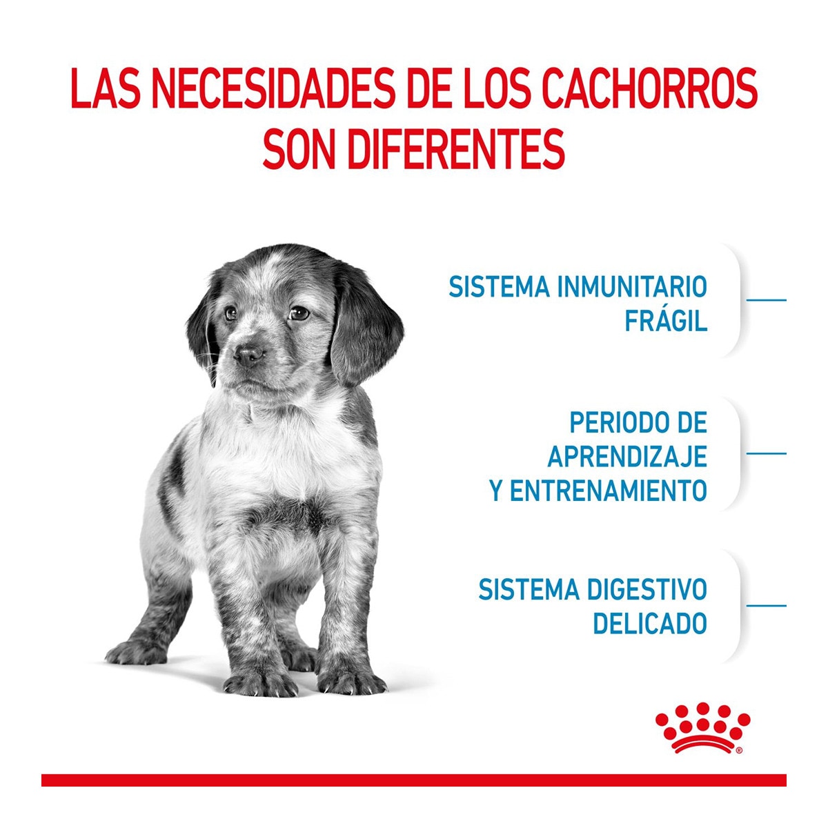 Pienso para perros cachorros raza mediana Royal Canin 5
