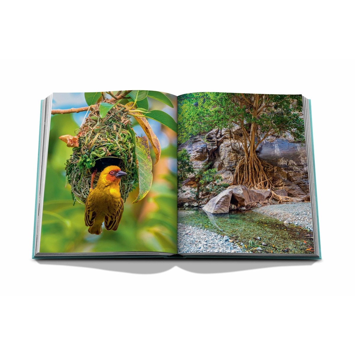 Red sea: the saudi coast 5