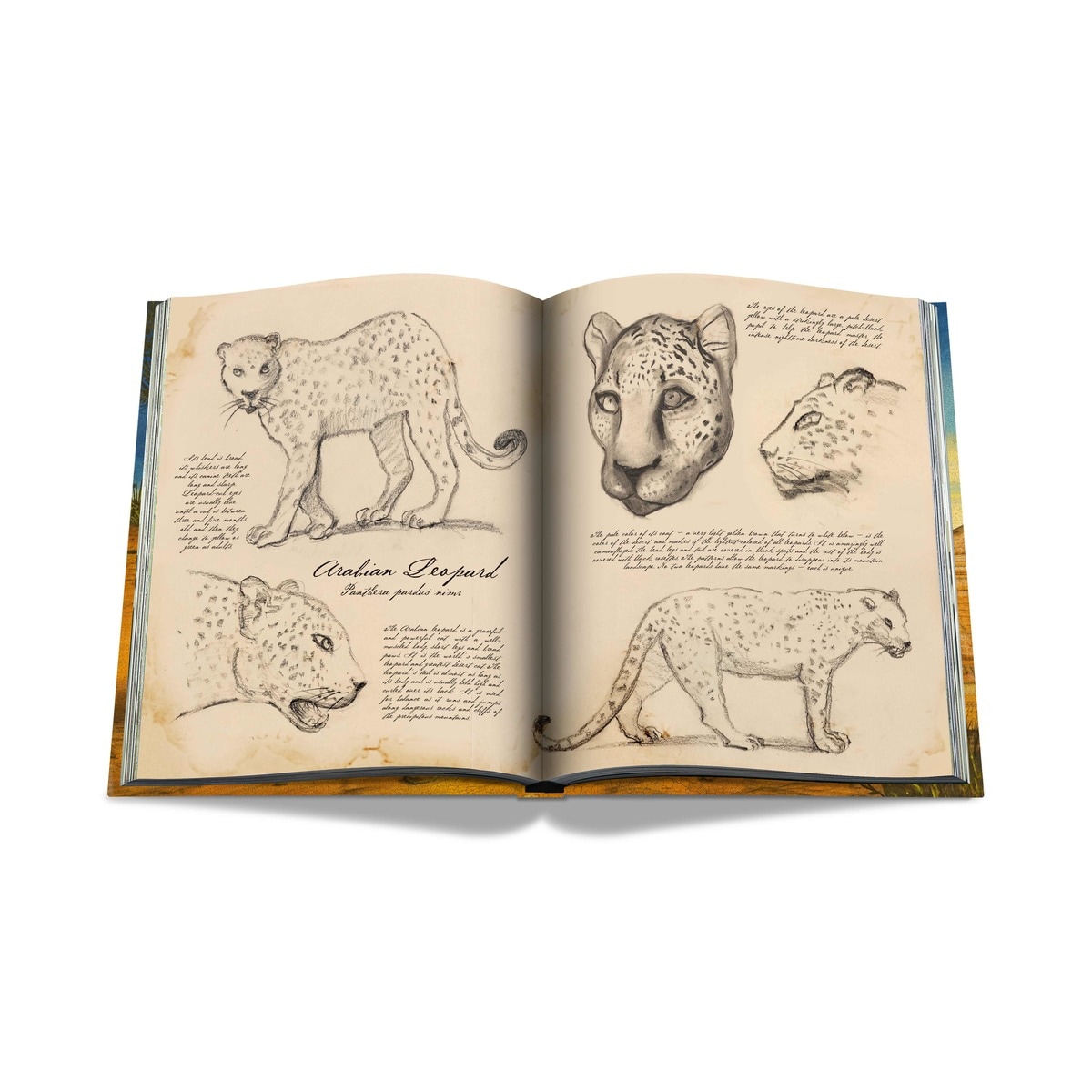Arabian leopard (ultimate) 5