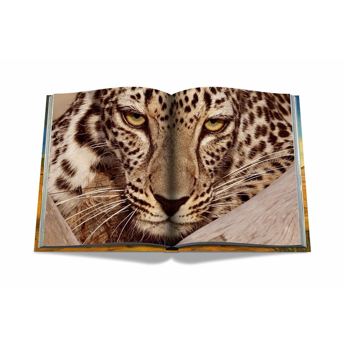 Arabian leopard (ultimate) 7