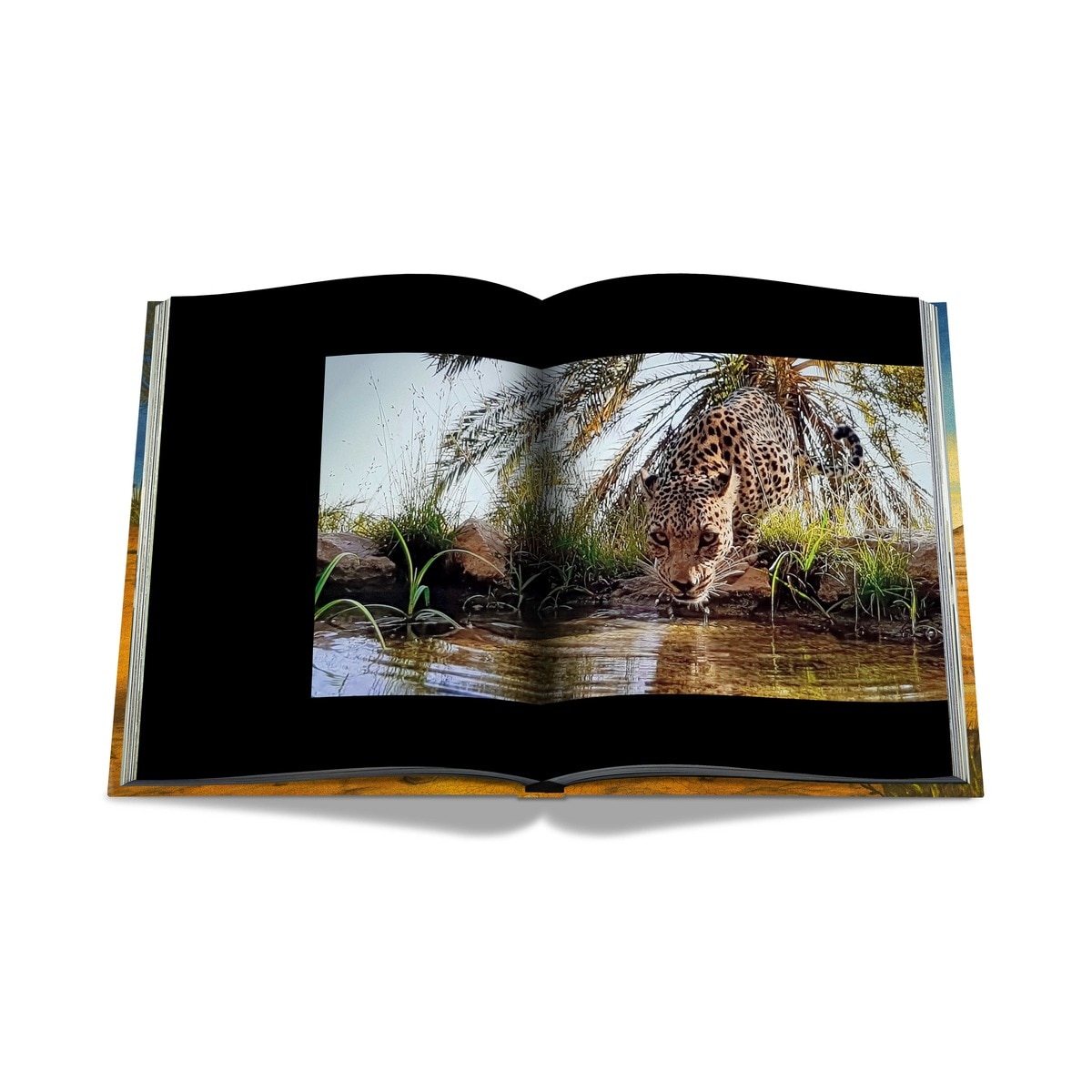 Arabian leopard (ultimate) 8