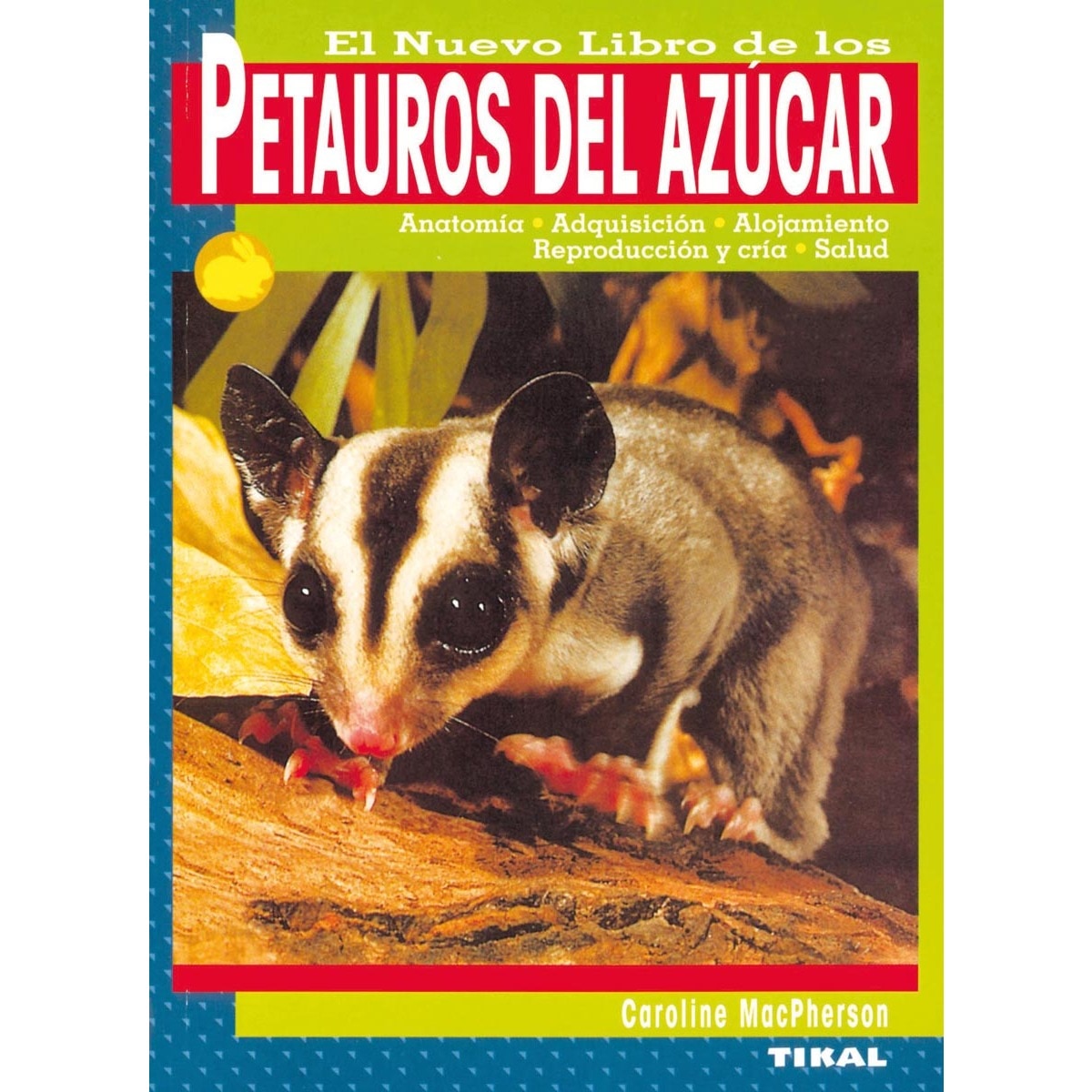 Petauros del azúcar (Capa mole) 1