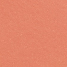 14 - Rose Abricoté