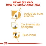 Ração para Cão Miniature Schnauzer Adulto a Partir dos 10 Meses embalagem 3 kg