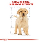 Ração para Cão Labrador Retriever Junior a Partir dos 15 Meses embalagem 12 kg