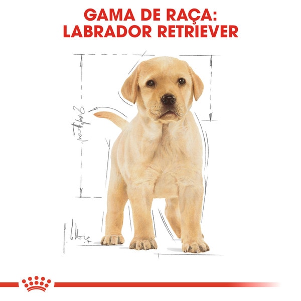 Ração para Cão Labrador Retriever Junior a Partir dos 15 Meses embalagem 12 kg