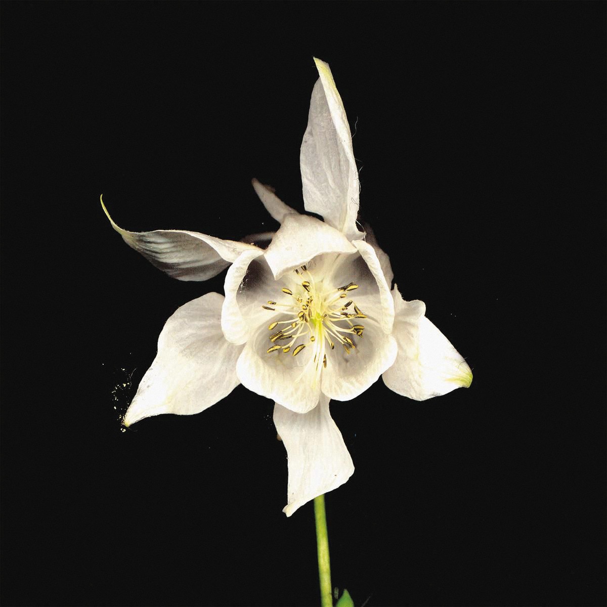 Imagem 0 de Happiness - Anniversary  (2LP-Vinil)