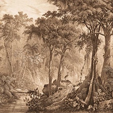 Castanho