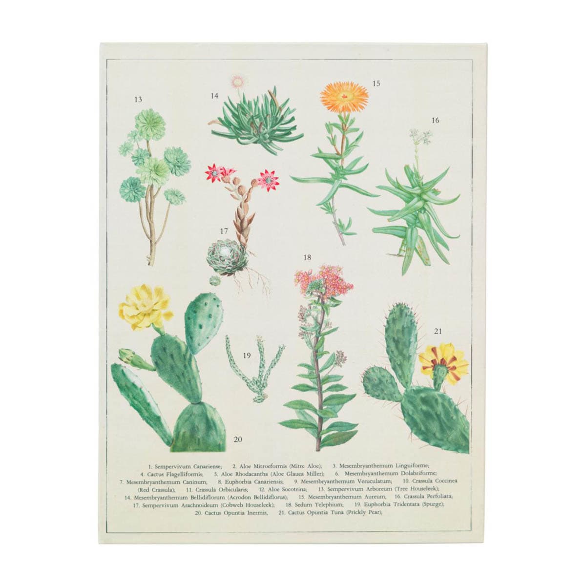 Carpeta A4 con pinza Botanical Cacti verde y beige Verde / Beige-3