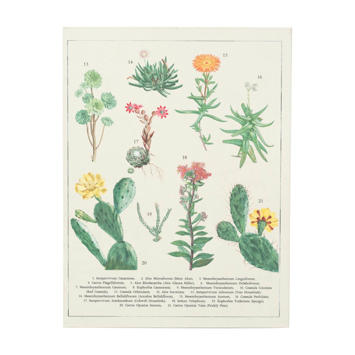 Pasta com Pinça Botanical Cacti A5 - Branco Branco / Verde-3
