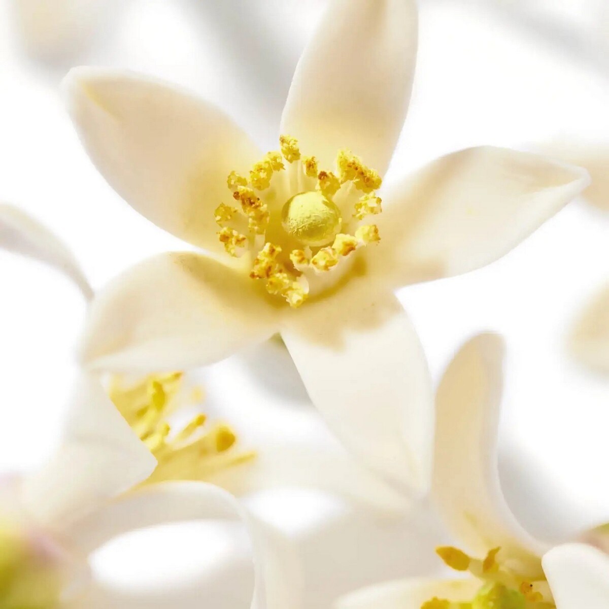 Gel de Duche Relaxante Prodigieux® Néroli - 200 ml 4