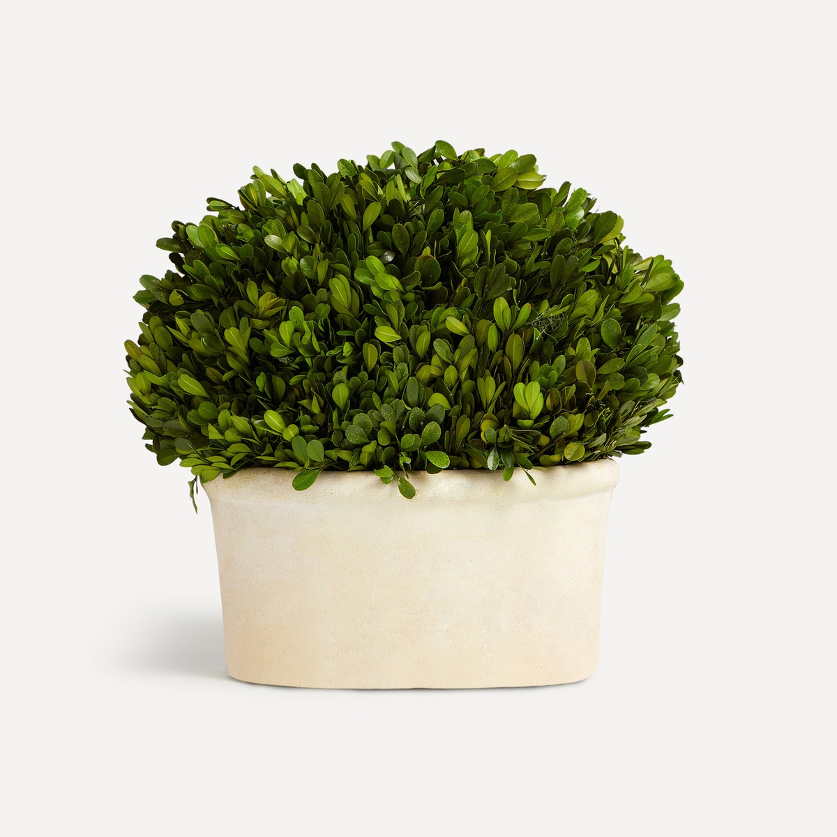 Plante naturelle préservée Boj