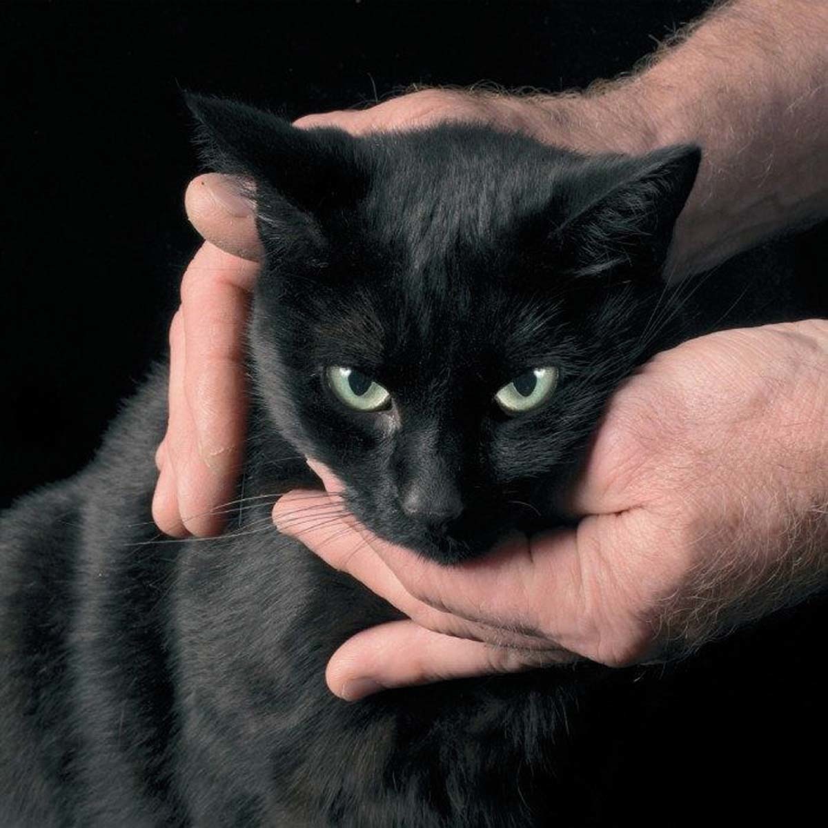 Imagem 0 de White death. black heart (LP-Vinil)