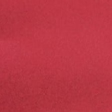 773 Pink Tulip