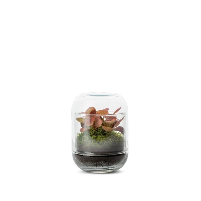 Imagen 0 de Terrario Capsule Naturalys 1 planta